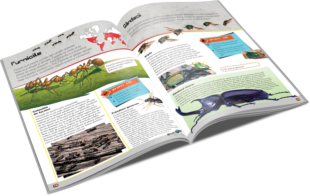 Insecte și păianjeni - Lumea animalelor