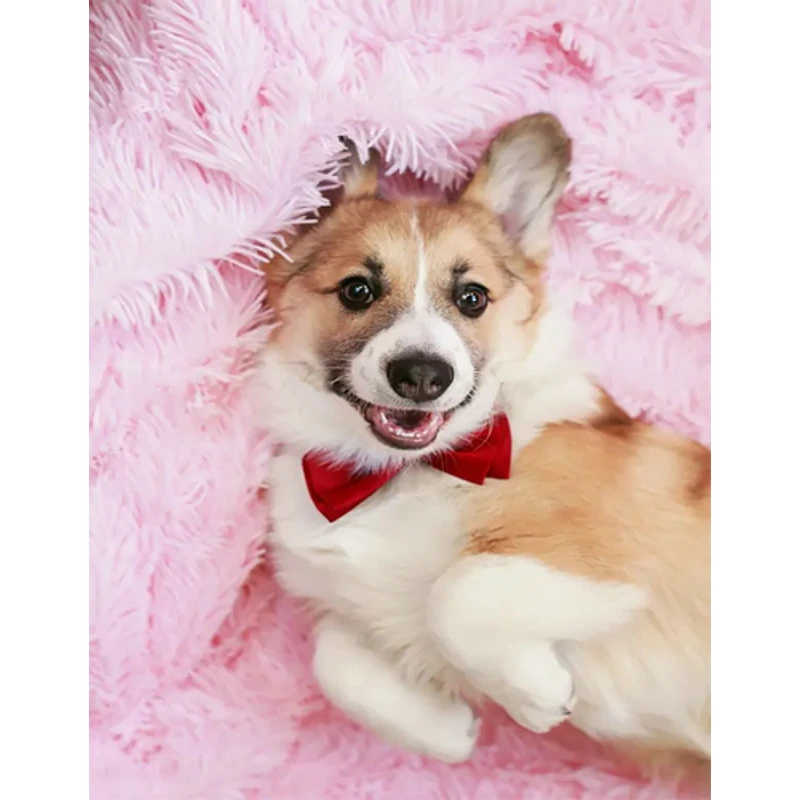 Mozaica cu Diamante 40x50 cm "Corgi"