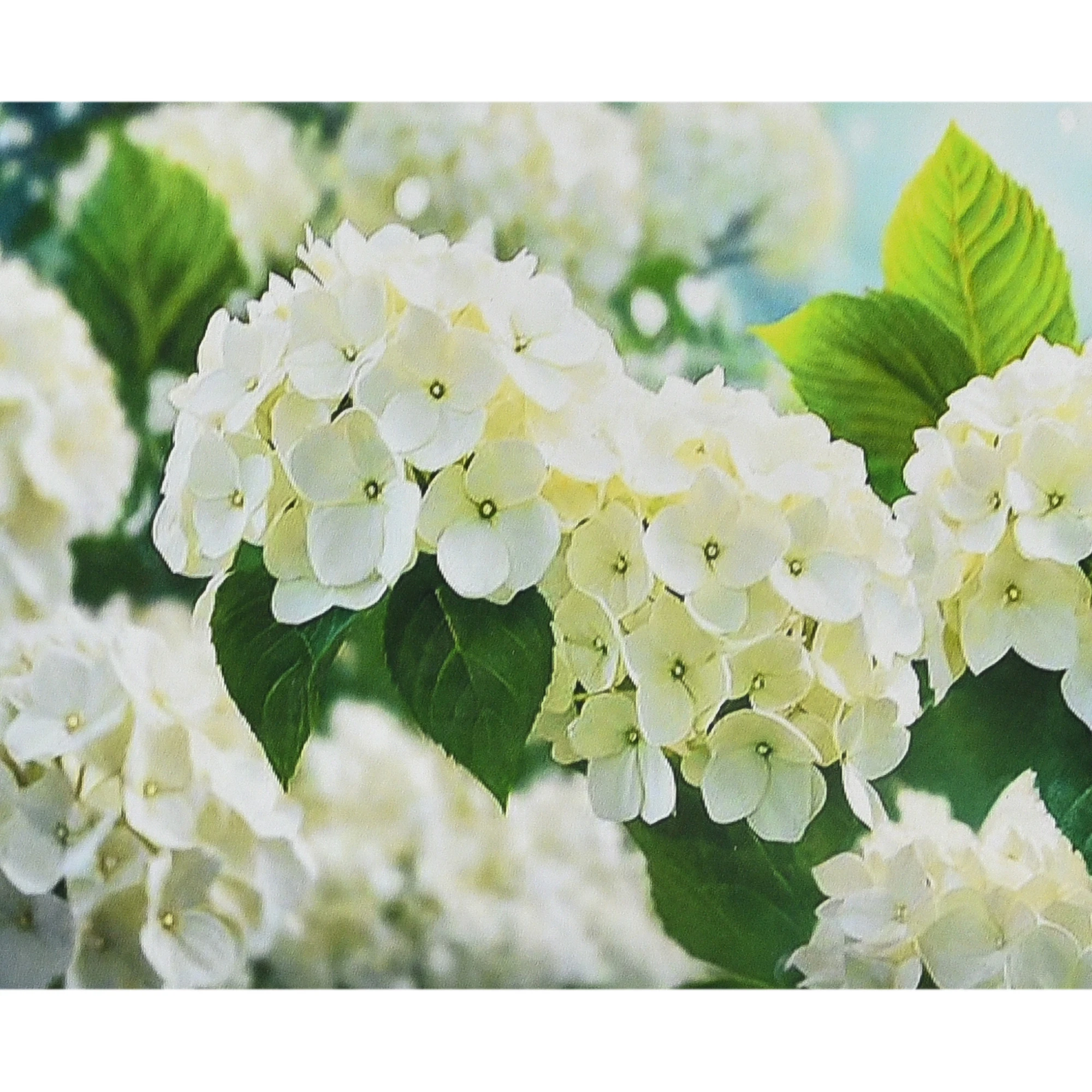 Mozaica cu Diamante 30x40 cm "Hortenzie albă"