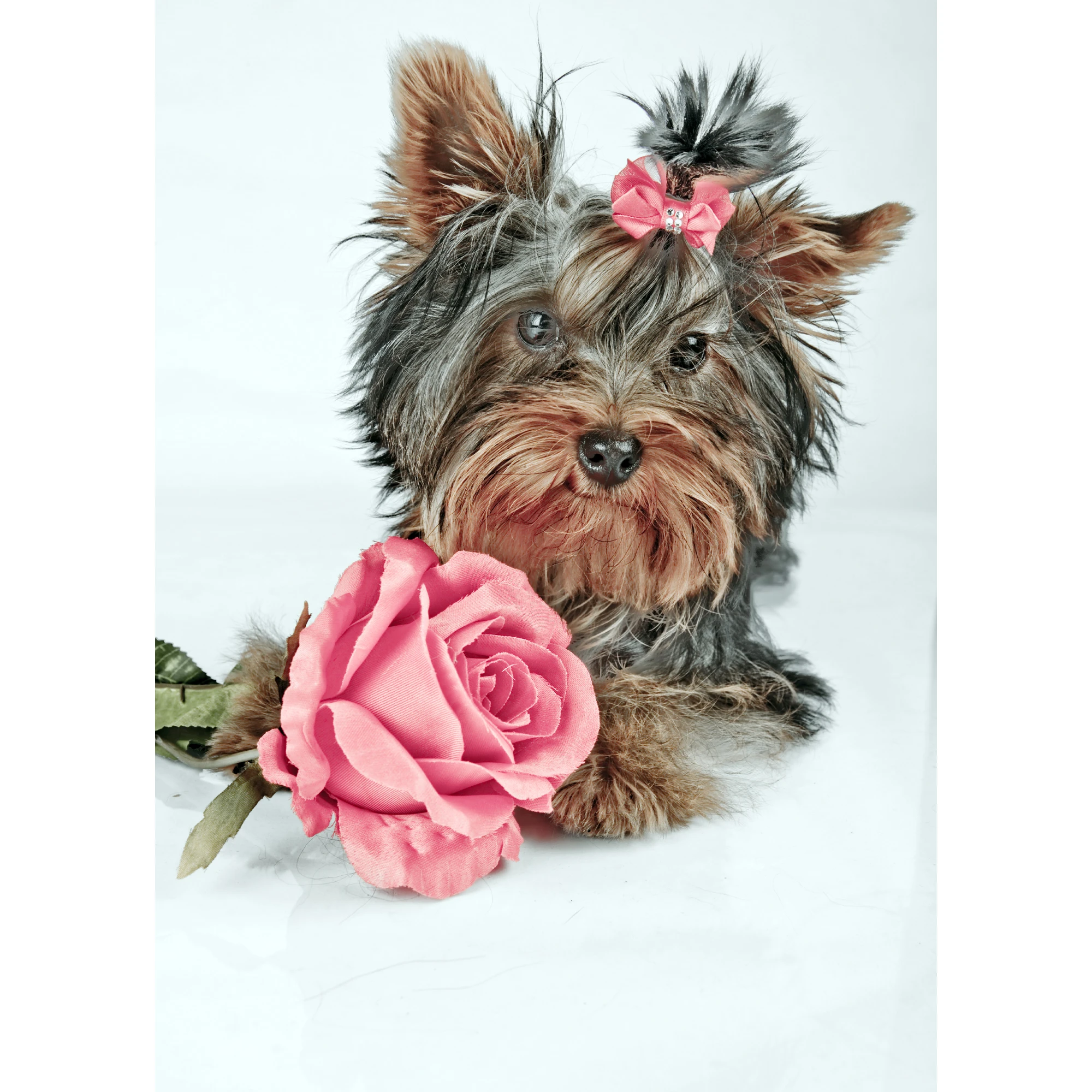 Mozaica cu Diamante 30x40 cm "Câinele și trandafirul"