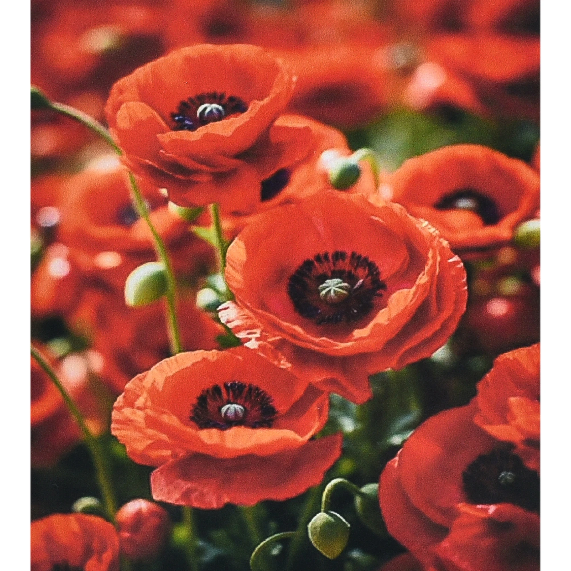 Tablou pe numere  40x40 cm ""Tigru vibrant în flori"