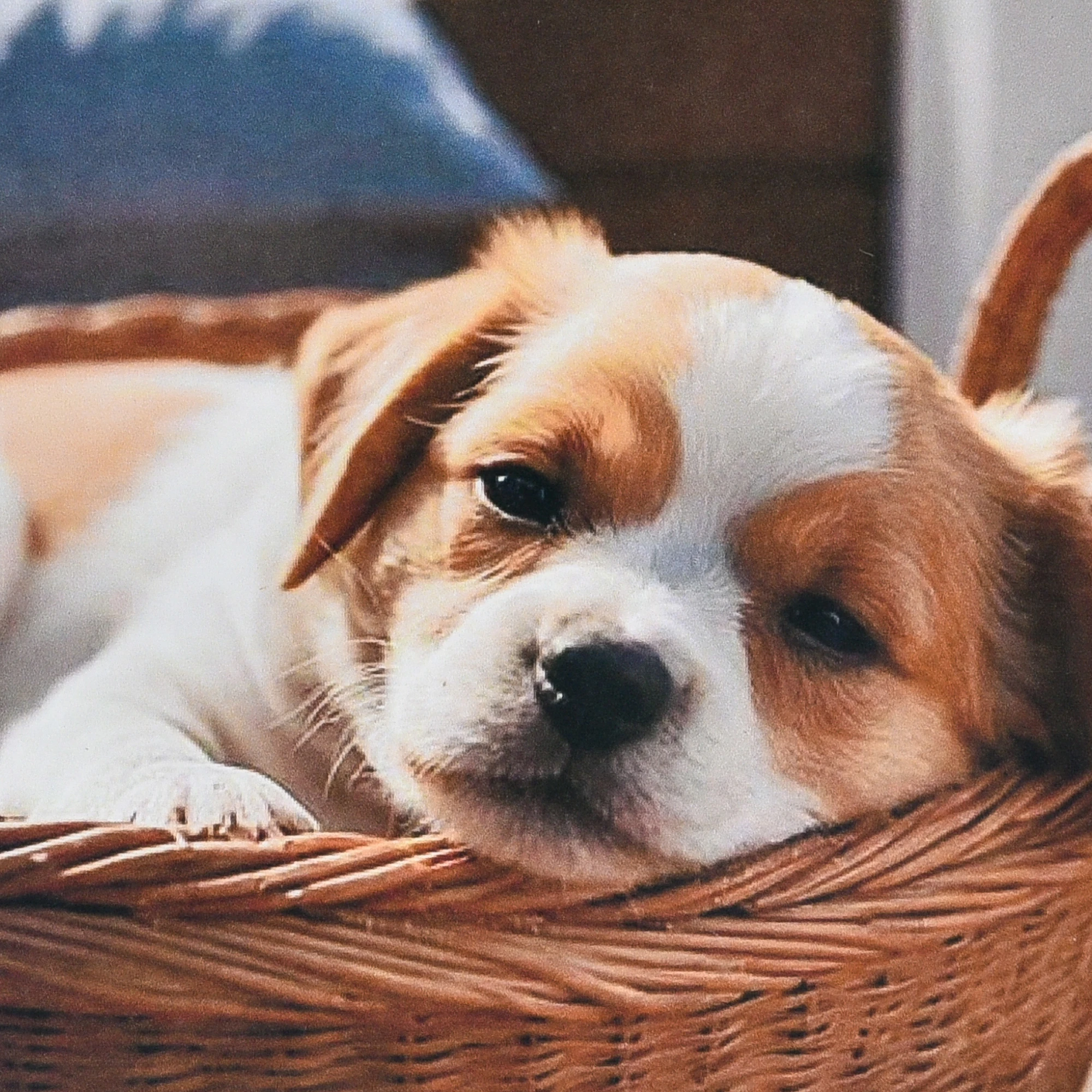 Mozaica cu Diamante 30x30 cm "Mica bucurie în coș"