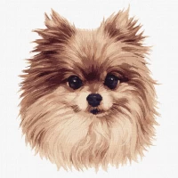 Tablou pe numere "Fluffy Wonder" 30x30 cm KHO4298