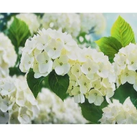 Mozaica cu Diamante 30x40 cm "Hortenzie albă"