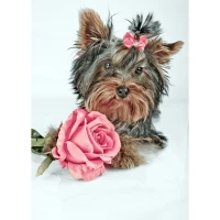 Mozaica cu Diamante 30x40 cm "Câinele și trandafirul"