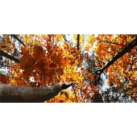 Tablou pe numere 50x25 cm "Aurul copacilor"