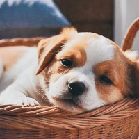 Mozaica cu Diamante 30x30 cm "Mica bucurie în coș"