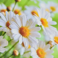 Mozaica cu Diamante 30x30 cm "Amintiri de pe câmp"